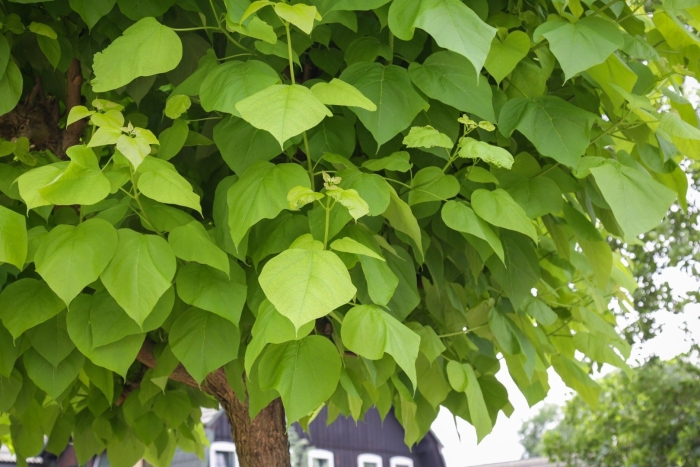 Катальпа нана