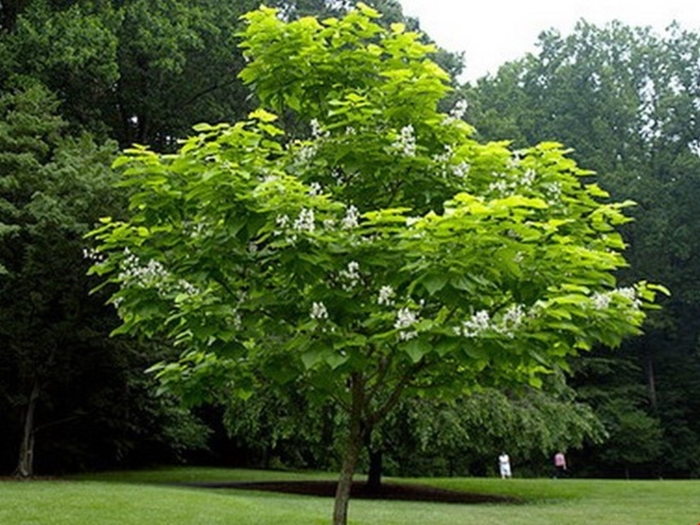 Катальпа бигнониевидная catalpa bignonioides
