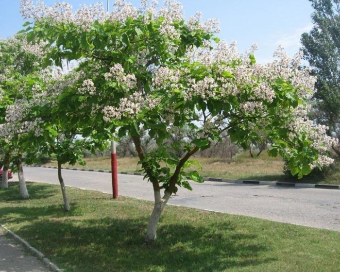 Катальпа бигнониевидная дерево