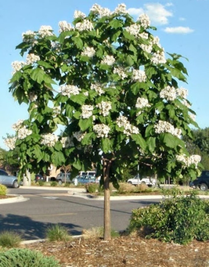 Катальпа обыкновенная бигнониевидная