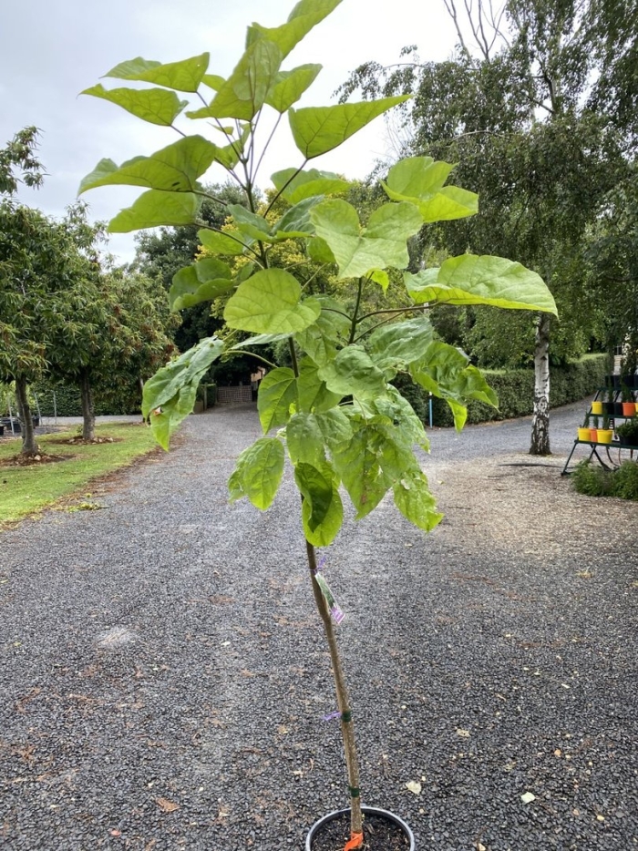 Катальпа бигнониевидная (catalpa bignonioides)