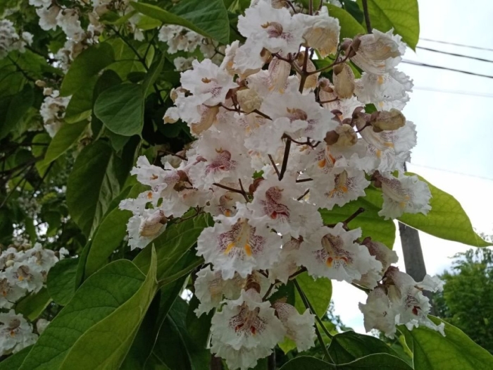 Катальпа прекрасная талисман