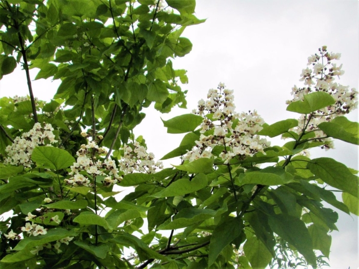 Катальпа прекрасная дерево