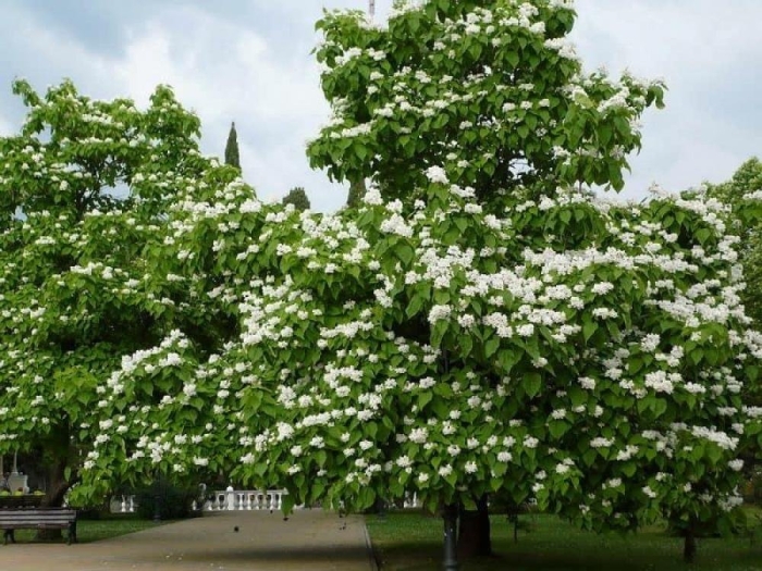 Дерево катальпа