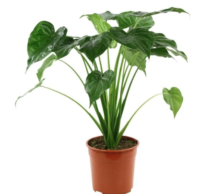 Кукулата алоказия