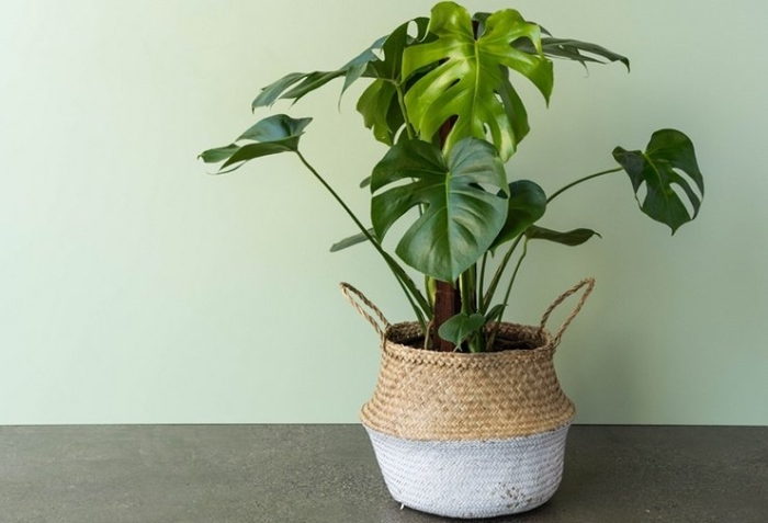 Комнатное растение монстера