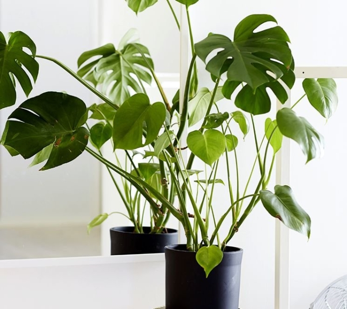 Комнатное растение монстера