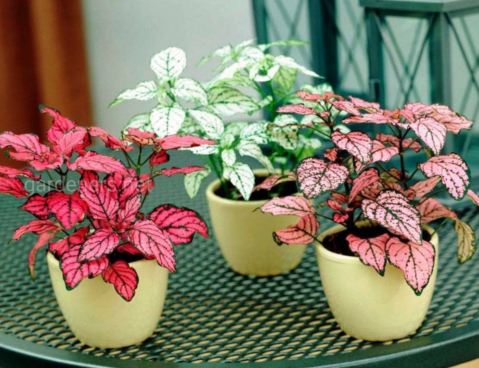 Гипоэстес цветок комнатный