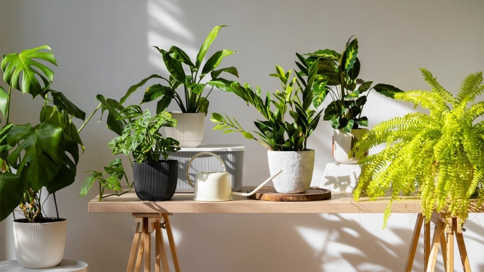 Неприхотливые комнатные растения для квартиры