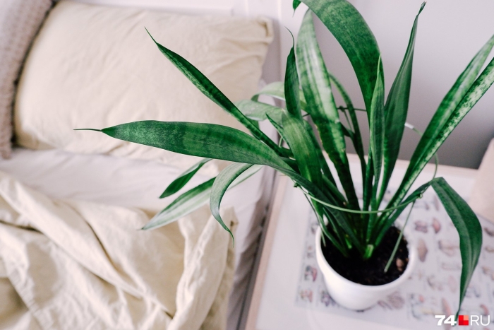 Сансевиерия трьохполосчаста (sansevieria trifasciata).