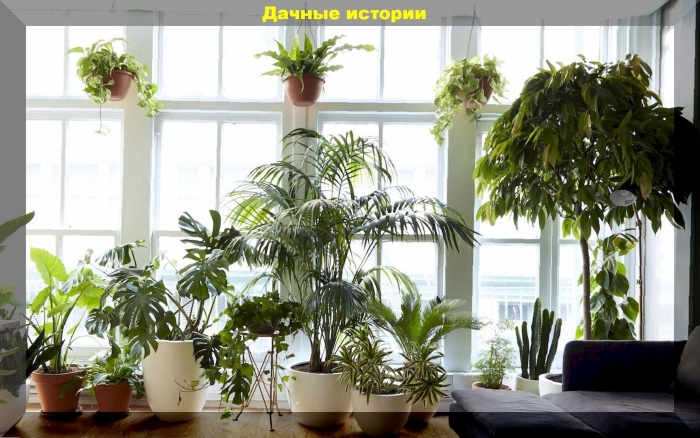 Цветы в доме