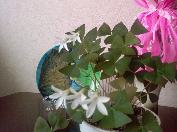 Цветок доброе утро комнатный