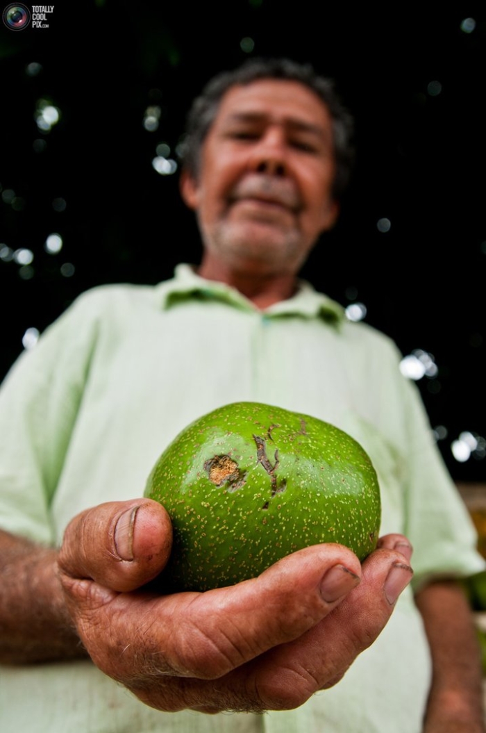 Колумбийские фрукты