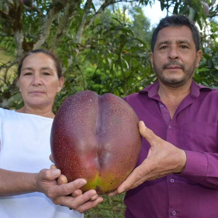 Самый большой персик