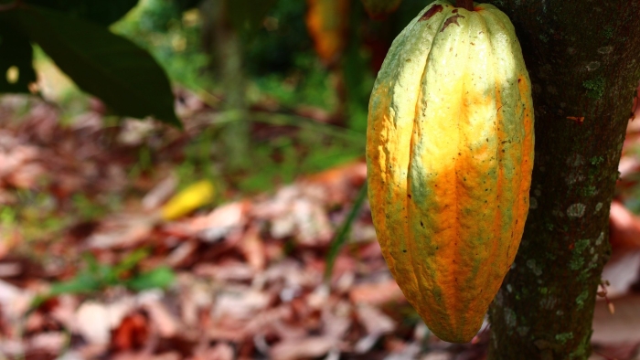 Theobroma cacao