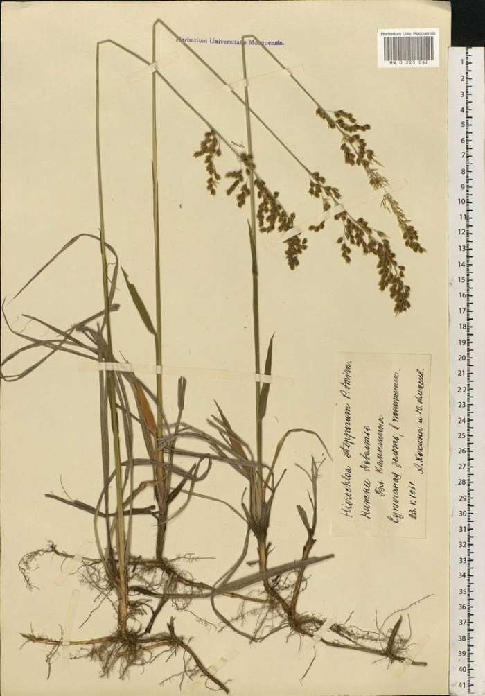 Трава зубровка