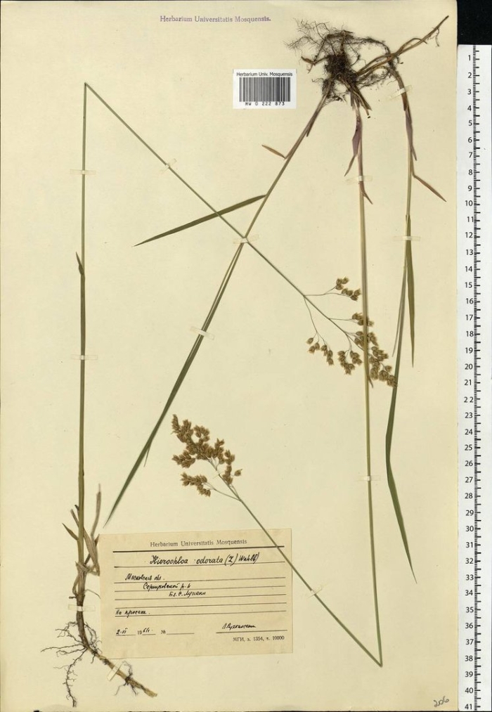 Зубровка душистая гербарий
