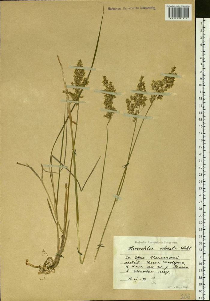 Мятлик луговой