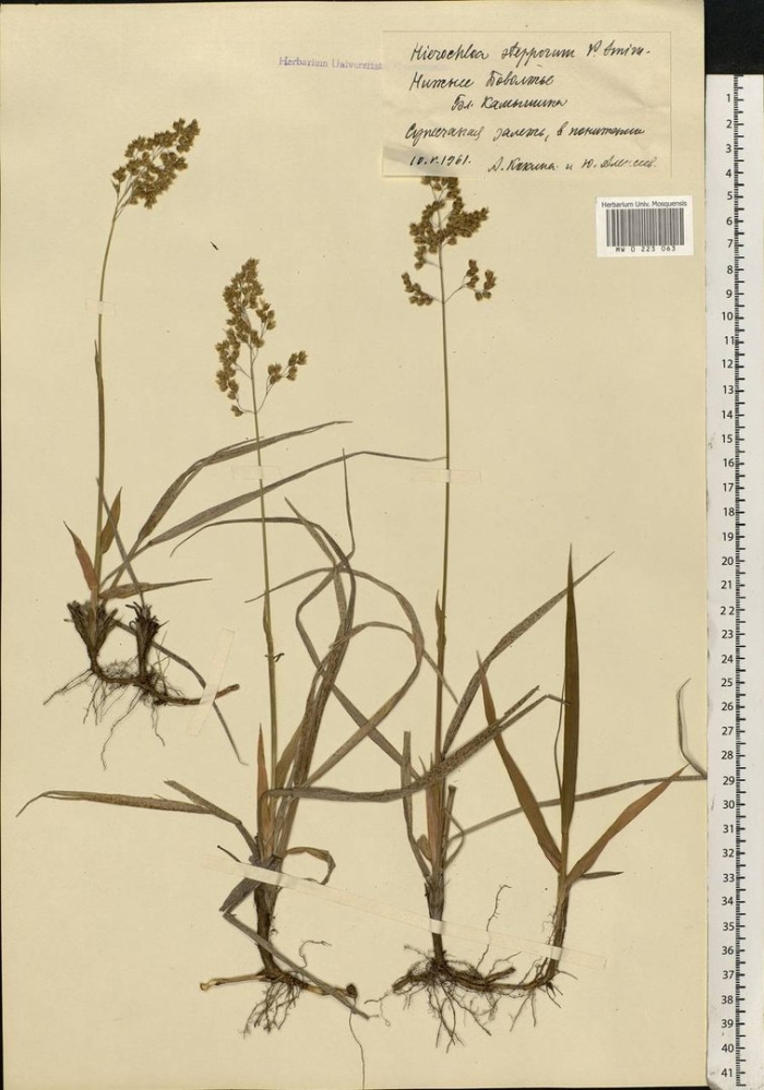 Зубровка душистая