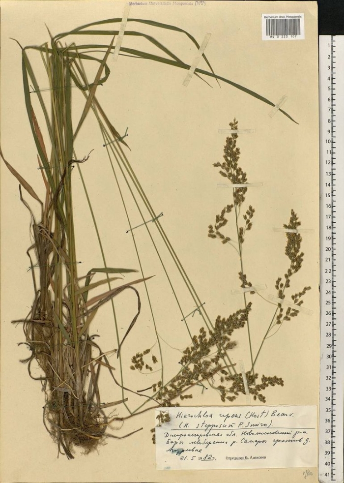 Мятлик луговой poa pratensis