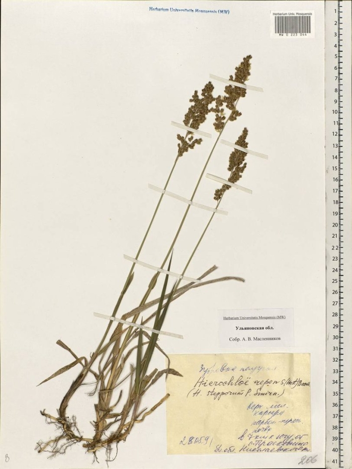 Зубровка душистая трава