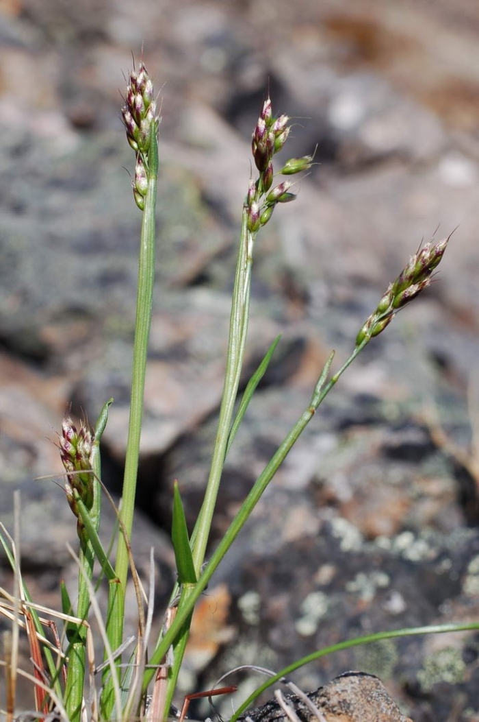 Зубровка альпийская