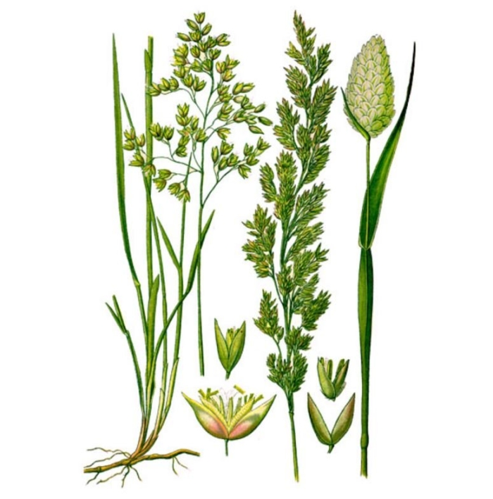 Мятлик луговой злаки