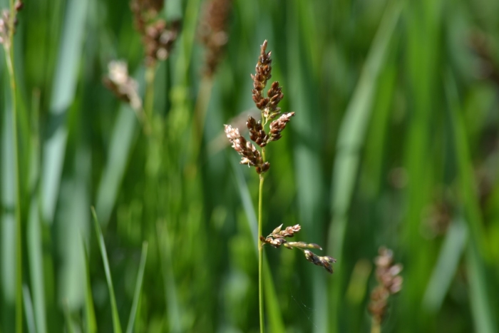 Зубровка трава