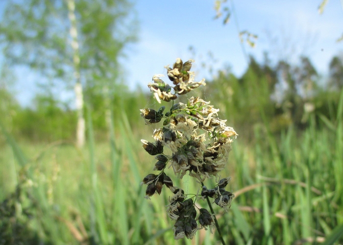 Зубровка растение