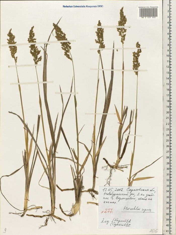 Зубровка душистая гербарий