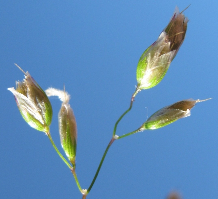 Зубровка южная