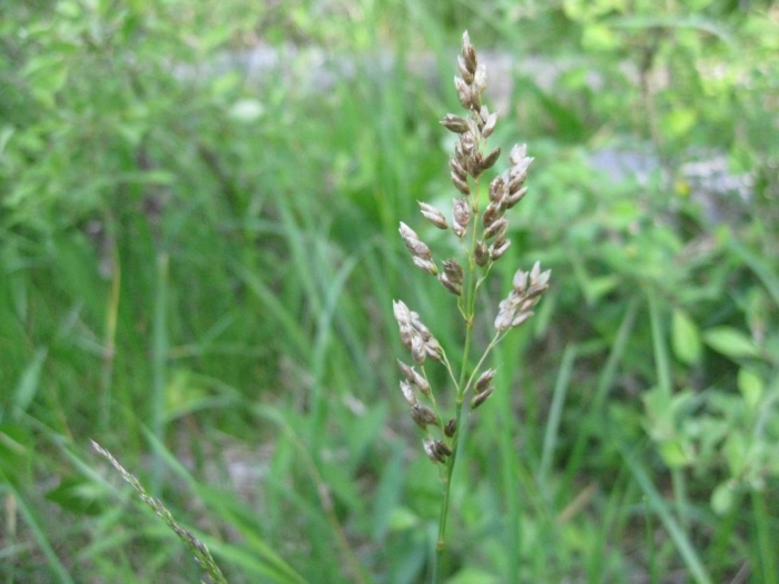 Мятлик луговой poa pratensis