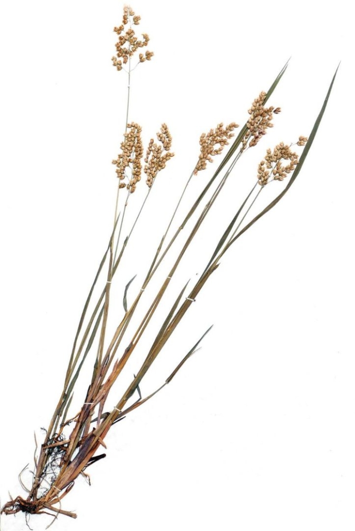 Зубровка растение