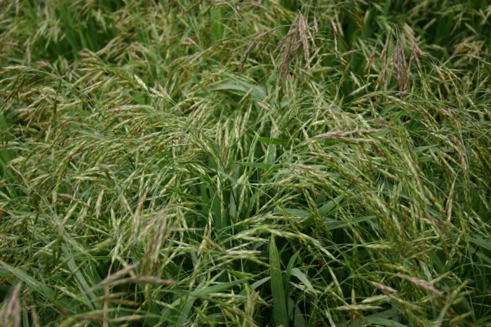 Зубровка душистая