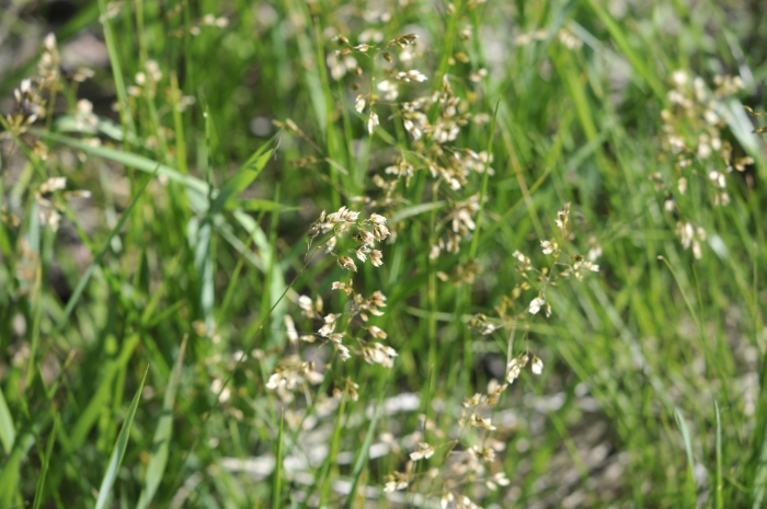 Зубровка душистая трава