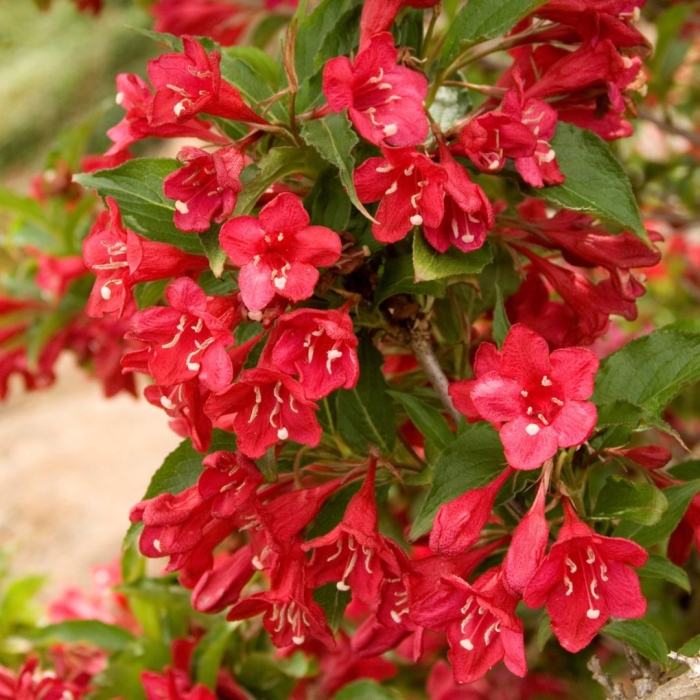 Вейгела red prince