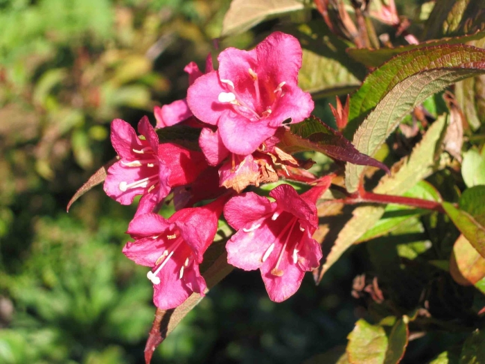 Вейгела цветущая марджори