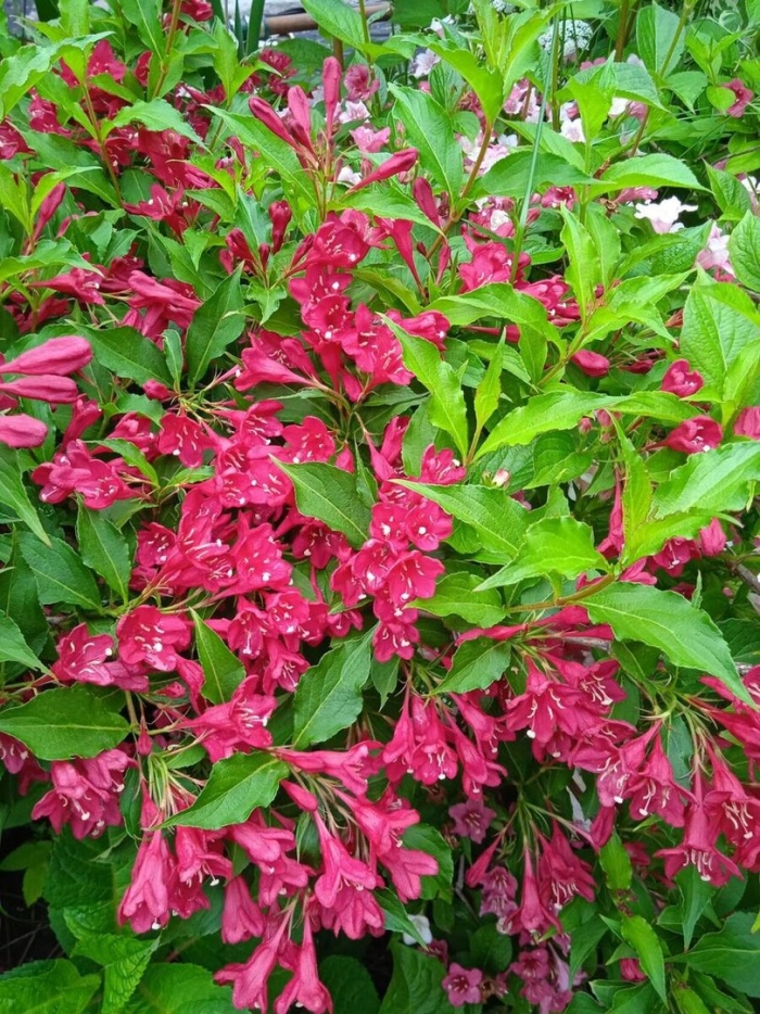 Вейгела цветущая red prince