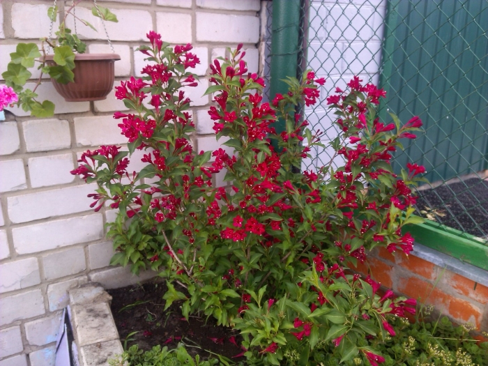 Вейгела ева ратке куст