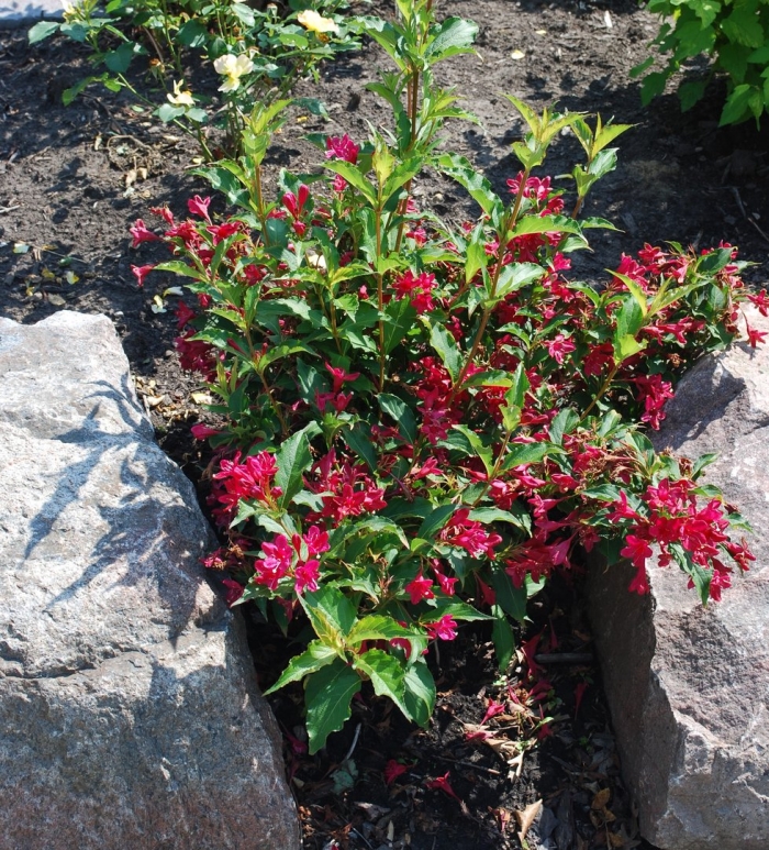 Вейгела саммер ред