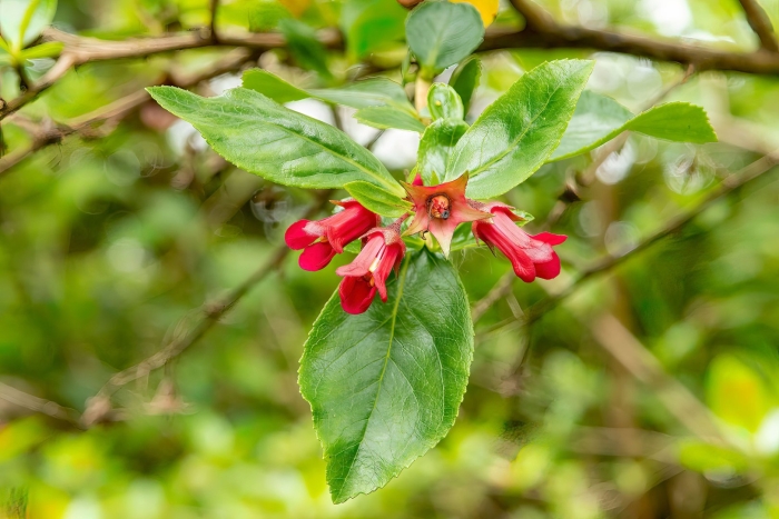 Вейгела ред принц