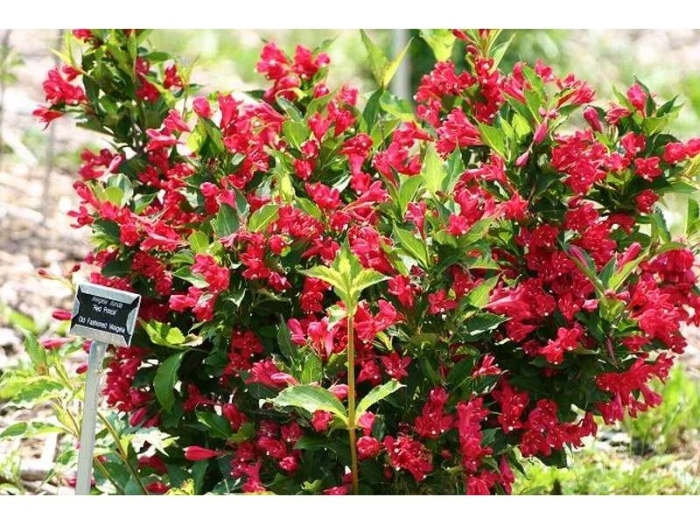 Вейгела цветущая red prince