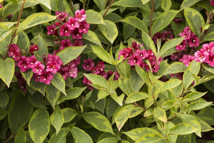 Вейгела минуэт