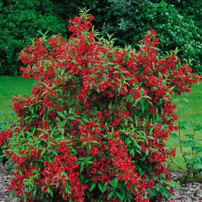 Вейгела ред принц