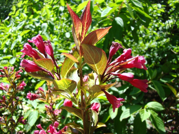 Вейгела ред принц