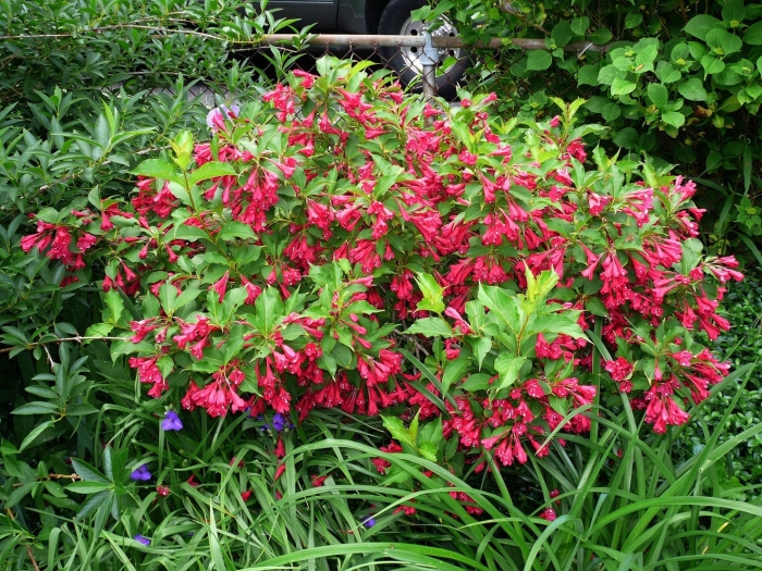 Вейгела ред