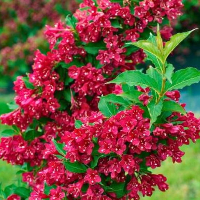 Вейгела red prince