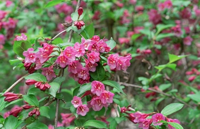 Weigela japonica