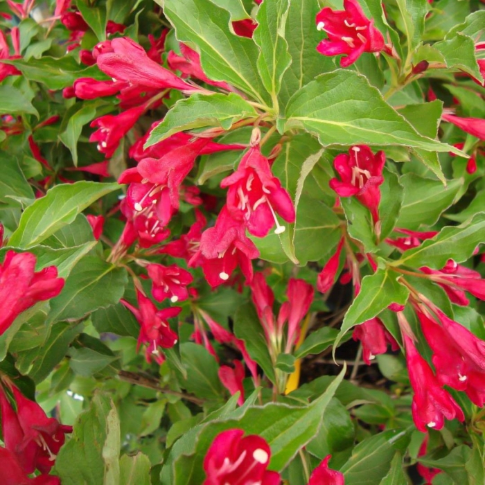 Вейгела красная red prince