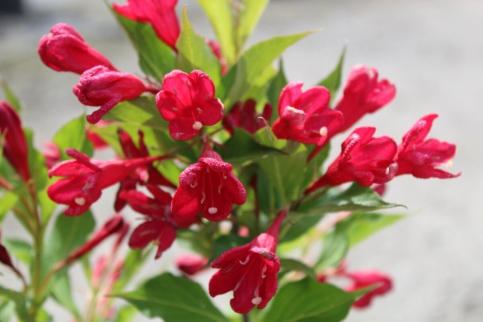 Вейгела red prince